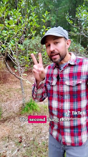 How to Fix a Leaning Tree in Your Yard