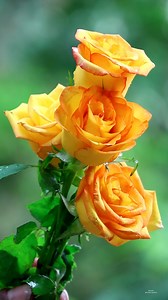 Double Colour Roses | Roses