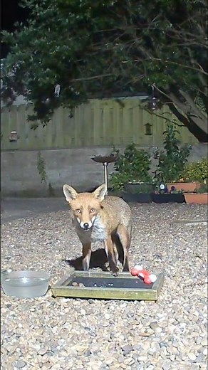 Such beautiful creatures, the red fox (Vulpes Vulpes)