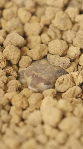 Excavating Frogs. 🐸 Common Rain Frog #frog #animal