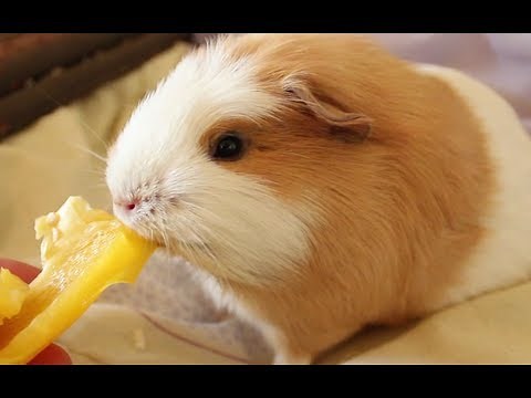 Meerschweinchen Wusel Wusel und schwanger sein | Die Meeries