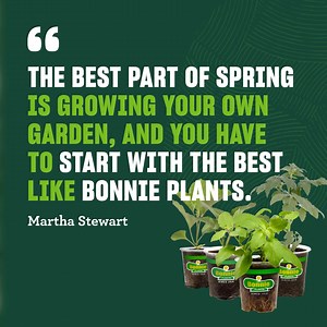 Martha chooses Bonnie and so should you! Dozens of fresh varieties are ready to give you one harvest after another. | Bonnie Plants