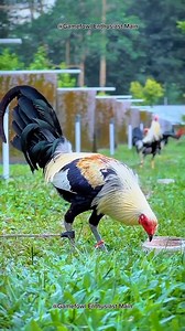 1.9K views · 83 reactions | Secrets to Raising Happy and Healthy Chickens: A Beginner's Guide #chicken #poultrycaretips #responsiblebreeding | Gamefowl Enthusiast | Facebook