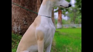 关于惠比特犬（Whippet)的由来有两种版本