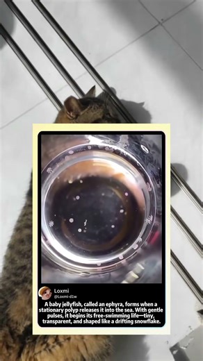 Baby Jellyfish (Ephyra) First Swim! 🌊 #JellyfishLifeCycle #marinescience