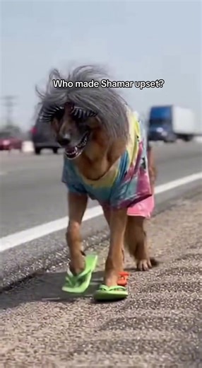 #shamar #facts #funnyvideo #sora #2026