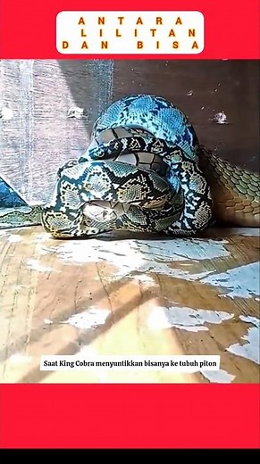 Antara lilitan piton dan bisa king kobra