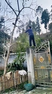 2.3M views · 4.9K reactions | Cut a tree in the yard #woodworking #wood #tools | Tools & Tips | Facebook