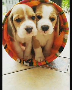 Cannot. Cope. The cuteness RN is TOO much! 🐶 😍 | boohoo.com