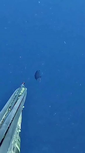 #spearfishing #freediving #spear #diving #fish
