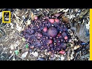 Cassowary Dung's Seedy, Smelly Secrets | National Geographic