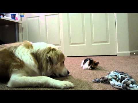Murkin the Dog gets BOPPED on the nose by ADORABLE calico kitten