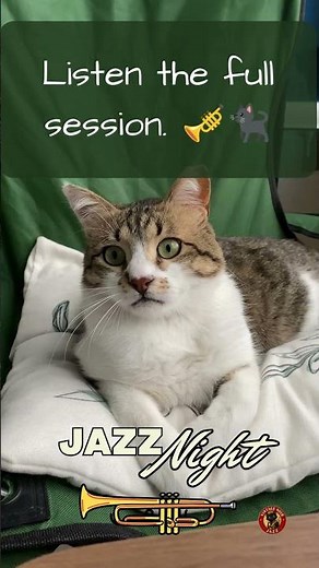 Vintage Noir Jazz – #CatCommunity | Late Night Relaxing Music • DJ Miles #cat #RelaxingJazz