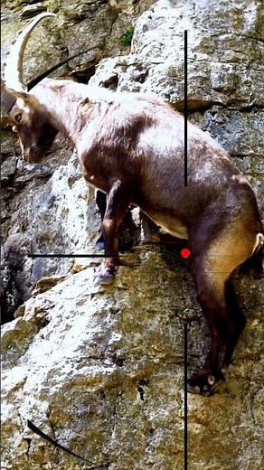 Mountain Goat Hunting 🐐