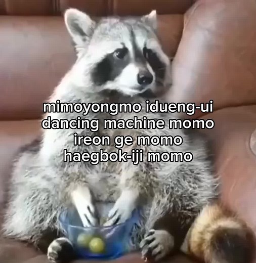 Momo Song Lyrics and Dance Compilation | Maur Maur Twice