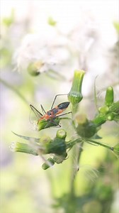 Milkweed Assassin Bug! #bugs #insects #invertebrates #assassinbug #milkweedbug #milkweed #milkweedassassinbug #lakelivingston #texasparksandwildlife #texas #texaswildlife #wildlife #nature #conservation #parkranger #education #teachers #garden #gardening #venomous #interpreters #interpretation #interpreting #interpreter #beautiful #Sting #hiking #camping #outdoors #forest | Lake Livingston State Park - Texas Parks and Wildlife