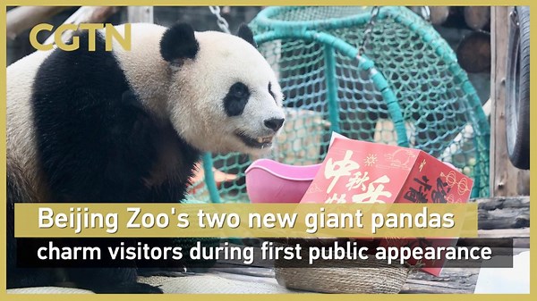 Beijing Zoo's two new giant pandas charm visitors during first public appearance