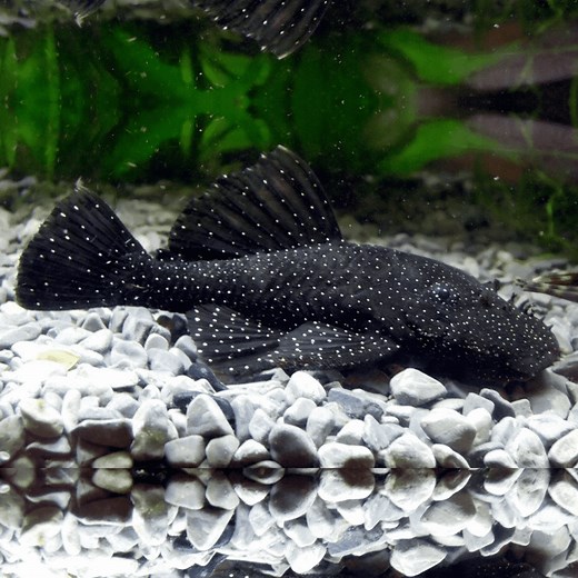 Peppermint Bristlenose Catfish - Roxy Aquarium