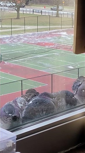 Pigeons trying to nap on the window ledge resisting high winds #pigeons #birds #paloma #güvercin
