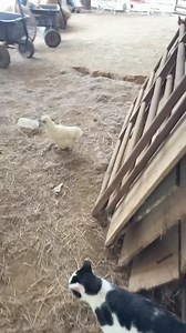 Feeding time for the chickens | Smooth Moves Ranch
