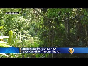 Flying Snakes? Here's How They Can Glide Through The Air