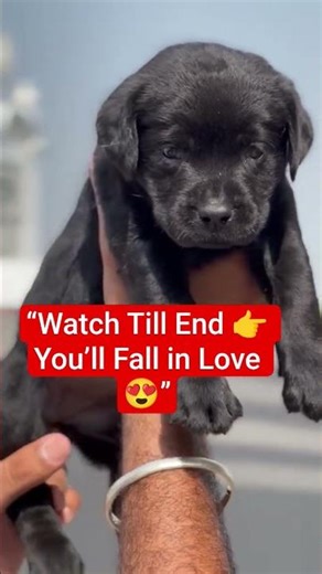 “Top Quality Labrador 🐾 | Smart & Adorable Puppy ❤️”