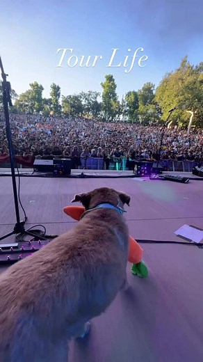 Cute Stick Figure Dog Steals the Show at Reggae Concert
