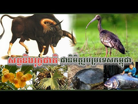សត្វនិងរុក្ខជាតិជានិមិត្តរូបនៃប្រទេសកម្ពុជា​ | Animals and plants symbolize Cambodia