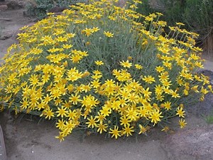 Oregon Sunshine Seeds, North American Native, Pacific NW, Eriophyllum Lanatum ER6050 - Etsy