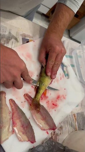 How To Clean A Perch ✅#perch #fishing #cleaningfish #shortsfeed #shortsfeed #howto #lakemichigan