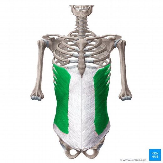 Musculus obliquus externus abdominis