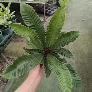 [Hot Item] Wholesale High Quality Asplenium Nidus Cobra Fern Indoor Live Plants for Sale