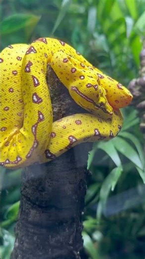 “Mystique the Green tree python/Morelia viridis calling it a night her night shift is over!”