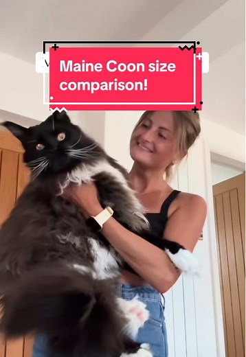 Maine Coon Size Comparison with Regular Cats