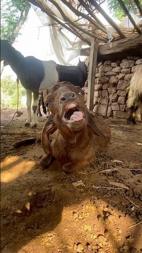 “This Goat Is Screaming Nonstop 😂🐐”#goat #viral #animals