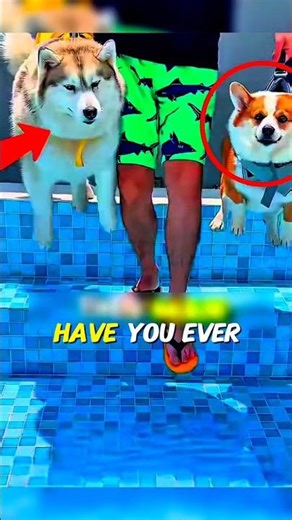 How to Teach a Dog to Swim Without Fear… This Method Is Genius 🐶💦