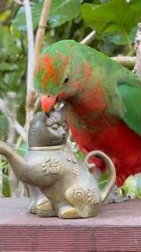 A mature male king parrot, an angry teenage king parrot and a Rosella.