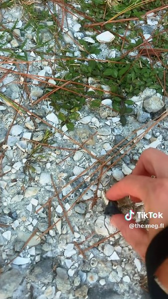 Florida Park Walks: Shark Tooth Hunts Adventure