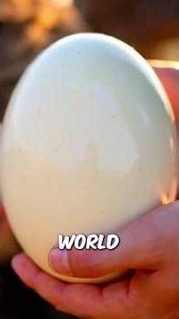 Largest Eggs In The World You Won’t Believe Exist 😱🥚