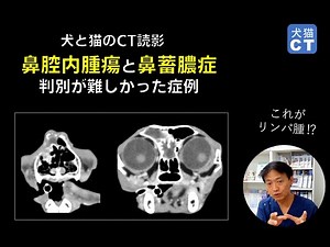 ＜獣医師向け＞猫の鼻腔内悪性腫瘍と化膿性鼻炎の判別が難しかった症例（8分40秒）