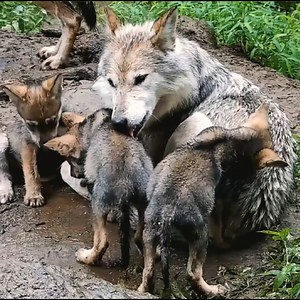 1.2M views · 166K reactions | Wolves are loyal. Wolves are loving. Be like a wolf  | Wolf Conservation Center | Facebook