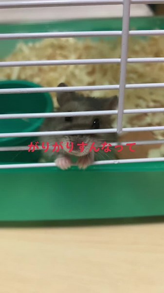 TikTokで2NaHCO3→Na2CO3+H2O+CO2さんをチェック！