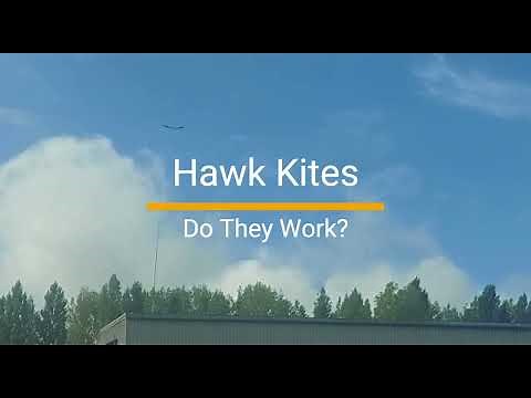 BTP Bird Scaring Hawk Kite