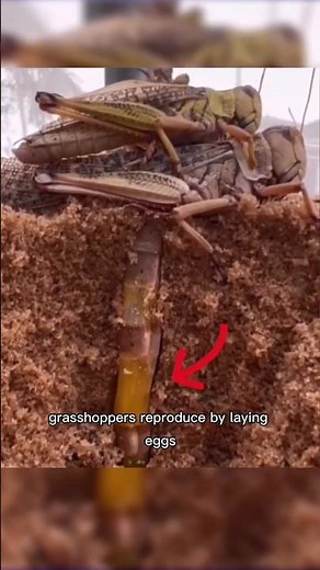Grasshopper Reproduction Stages #short