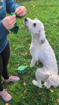 Vivioases Poop Bags for Dogs, Lavender Scented #dogpoop