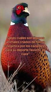 Sabes cuáles son algunos animales criados de forma cinegética para la caza?
