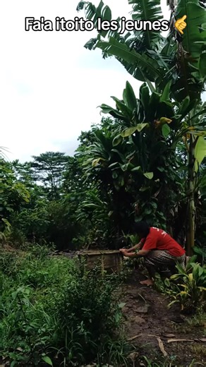 Bon dimanche et belle semaine #ariiheifrom_moorea💖💖💖✨👌 #mooreariiheifenua #veheimoorea #Lesfauxjumeauxdemoorea