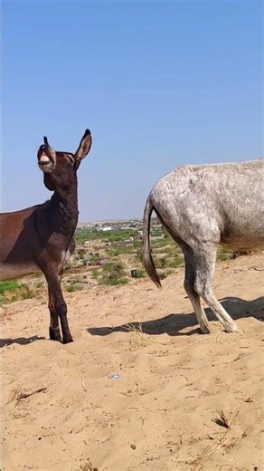 Funny Donkey Moments You Must See #success #nature #wildlife #animals