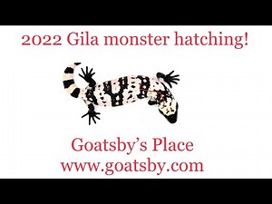 Baby Gila monster hatching 2022!