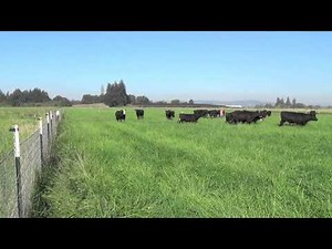 Grass feed beef and intense rotational grazing